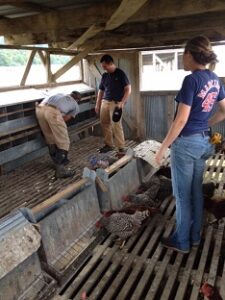 Polyface Farm Summer Internship: Week Five Image